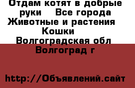 Отдам котят в добрые руки. - Все города Животные и растения » Кошки   . Волгоградская обл.,Волгоград г.